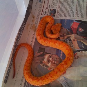 Mascara... Eyelash Palm Pit Viper