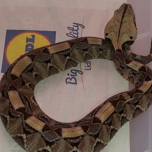 Doodlebug... Western Gaboon Viper