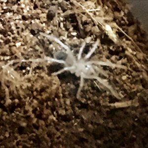 L. parahybana sling fresh molt