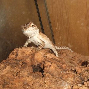 Pogona vitticeps