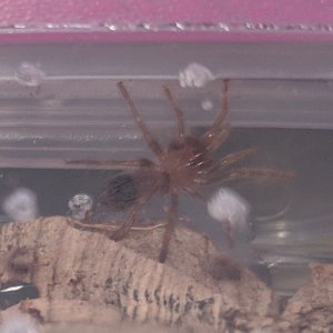 BSmithi.jpg