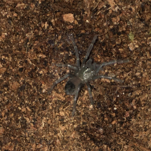 L. parahybana sling