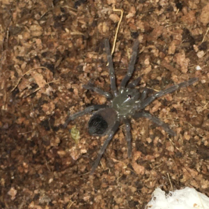 L. Parahybana I’m a noob T mommy