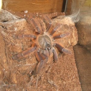 Phormingochilus sp. Rufus - Ayu