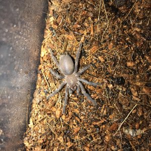 Chilobrachys dyscolus Sp vietnam blue