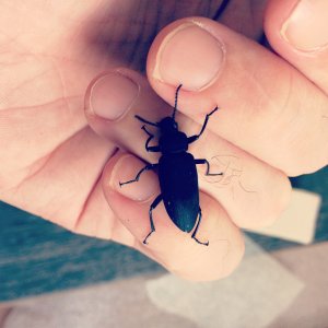 The Adult Darkling Beetle