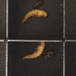 Stage 3 the Pupae
