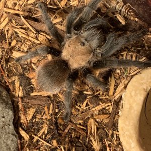 aphonopelma hentzi