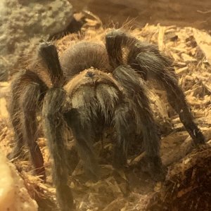 aphonopelma hentzi