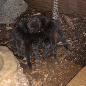 aphonopelma hentzi