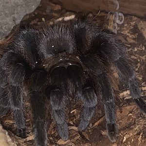 aphonopelma hentzi