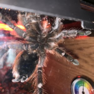 aphonopelma hentzi