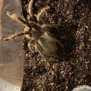 Aphonopelma seemanni