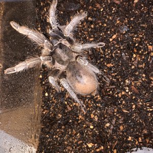 Aphonopelma seemanni