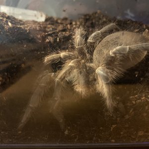 Aphonopelma seemanni