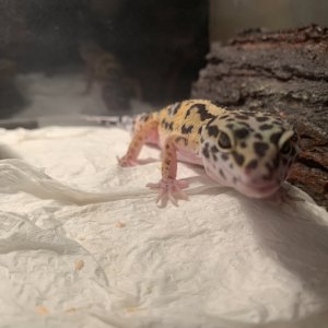 Leopard Gecko