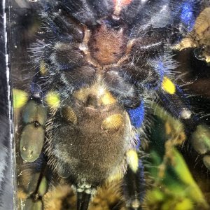 P. metallica 3"+ Male or Female?