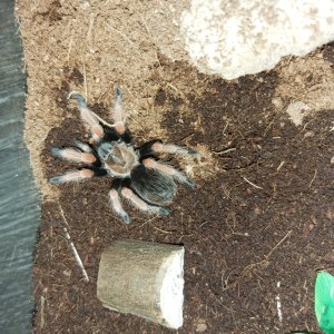 Brachypelma Bohemi