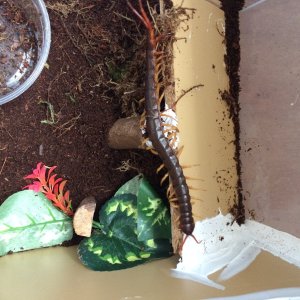 Scolopendra Dehanni