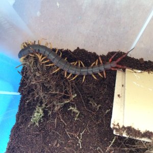 Scolopendra Dehanni