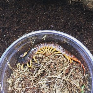 Scolopendra Dehanni