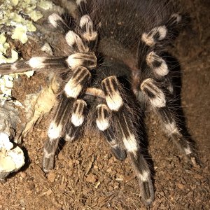 A. Geniculata