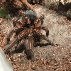 Finally! A. Musculosa