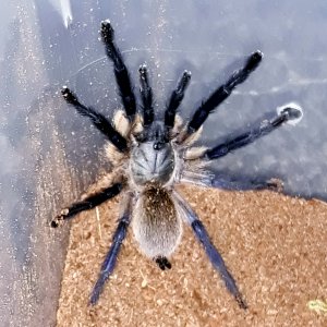 M. balfouri