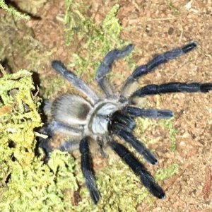 M. balfouri (Female)