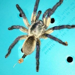 M. balfouri (Male)