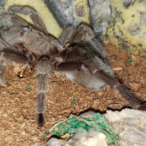 Grammostola pulchra