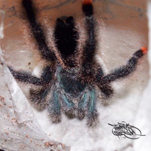 Avicularia sp. ‘kwitara’