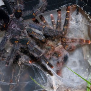 1.1 Avicularia rufa (Brasil)