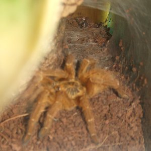 Pterinochilus murinus Usambara - Tanga