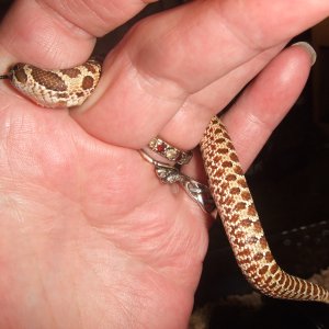 Heterodon nasicus (Western Hognose) - Wyatt