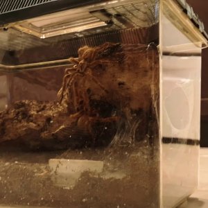 OBT breeding