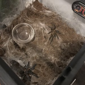 H. pulchripes.jpeg