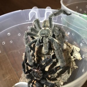 P. irminia.jpeg