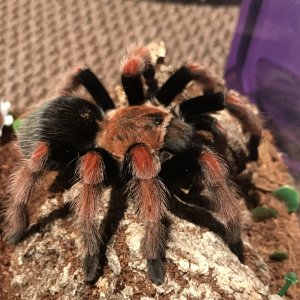 B. Boehmei