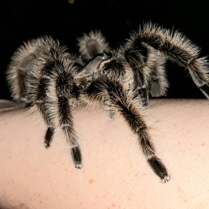 B. albopilosum