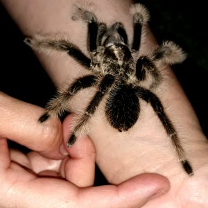 B. albopilosum