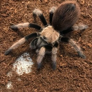 Stumpy's Latest Molt