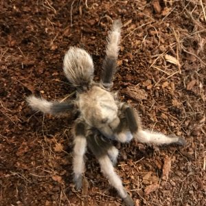 Stumpy the 5 legged Tarantula