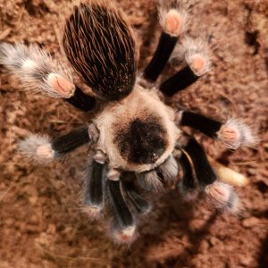 Brachypelma hamorii