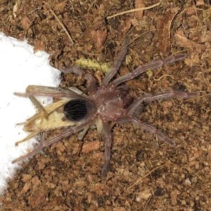 Lasiodora parahybana