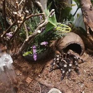 Freshly molted acanthoscurria geniculata.