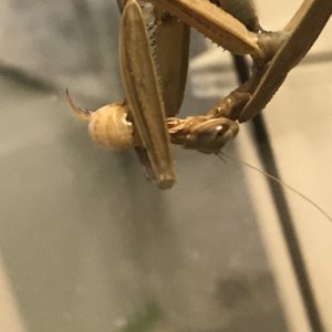 Hungry Hungry Mantis