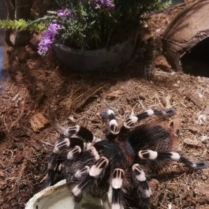 My acanthoscurria geniculata drinking