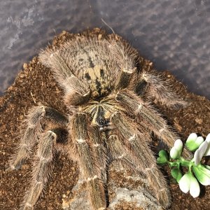 P. Murinus