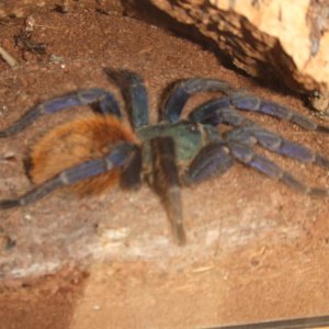 Chromatopelma cyaneopubescens (AF) - Angel